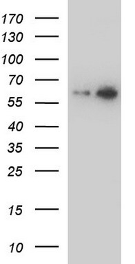MAPK13 Antibody