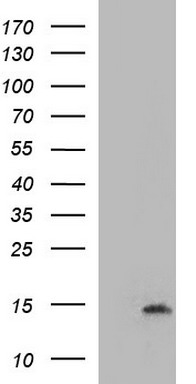 MAPK13 Antibody