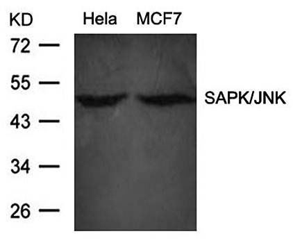 SAPK/JNK (Ab83) Antibody