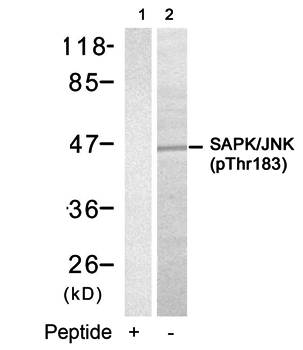 SAPK/JNK (Phospho-Thr183) Antibody