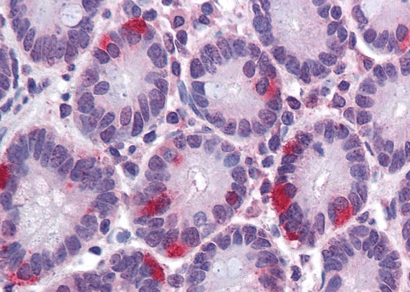 Goat anti-SAR1 Antibody