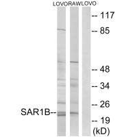 SAR1B antibody