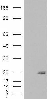 SAR1B antibody