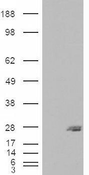 Goat anti-SAR1B / SARA2 Antibody