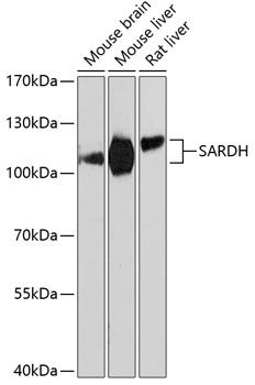 SARDH antibody