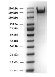 SARS-CoV-2 trimeric soluble full-length Spike protein, Beta variant, S protein