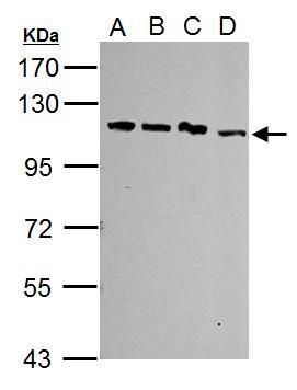 SART1 antibody