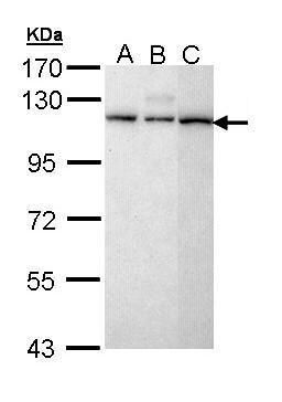 MX1 antibody