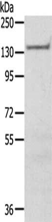 SASH1 Antibody