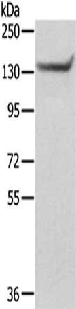 SASH1 antibody