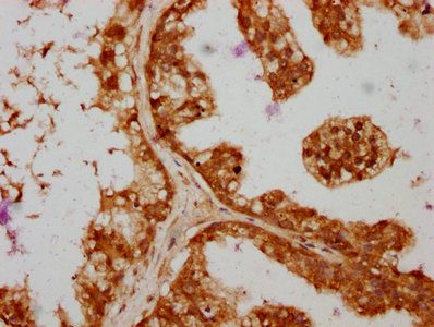 SAV1 Antibody