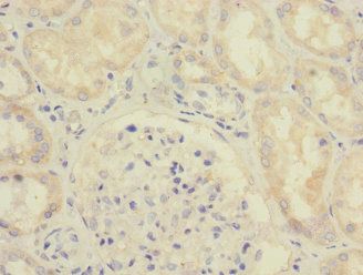 SAV1 Antibody