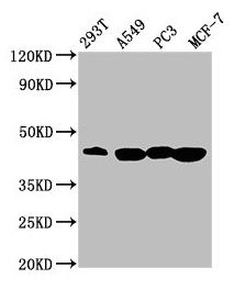 SAV1 antibody