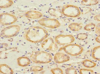 SAV1 Antibody