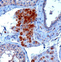 Goat anti-SBP2 Antibody