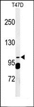 SC24A antibody