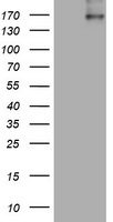 SCAMP2 Antibody