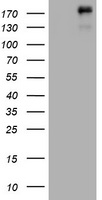 SCAMP2 Antibody