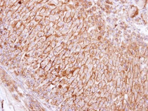 SCAMP3 antibody [N1N3]