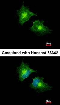 SCAMP3 antibody