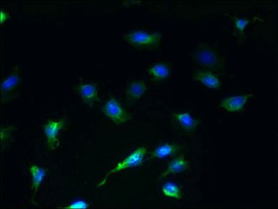 SCAMP4 Antibody