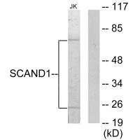 SCAND1 antibody