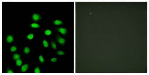SCAND1 Antibody