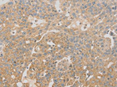 SCAP Antibody