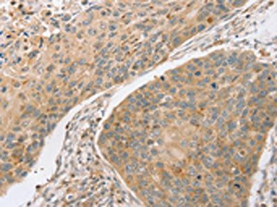 SCAP Antibody