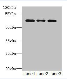 SCARA3 antibody