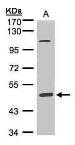SCARA3 antibody