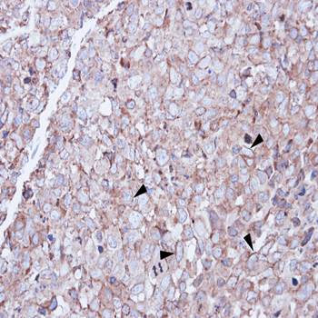 SCARA3 antibody