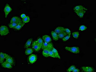 SCARB2 Antibody