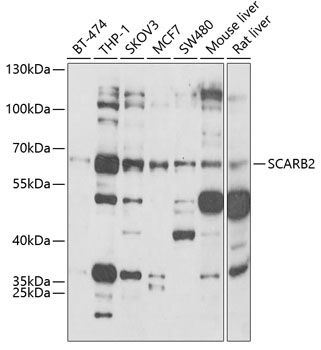 SCARB2 antibody