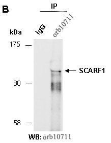 SCARF1 antibody
