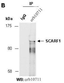 SCARF1 (M) Antibody, Rabbit Polyclonal