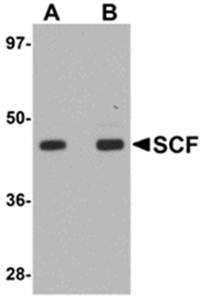 SCF Rabbit Polyclonal Antibody