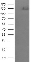 SCFD1 Antibody
