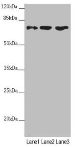 SCFD1 antibody