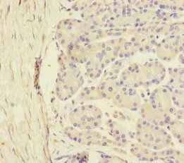 SCFD1 Antibody