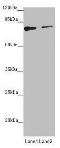 SCFD1 Antibody