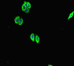 SCG2 antibody