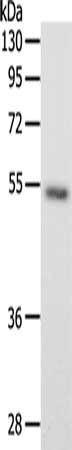 SCG3 antibody