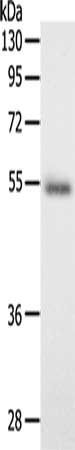 SCG3 Antibody