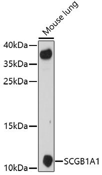 SCGB1A1 antibody