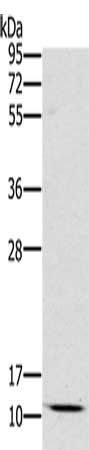 SCGB2A1 antibody