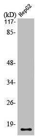 SCGB2A1 Antibody