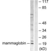SCGB2A2 antibody