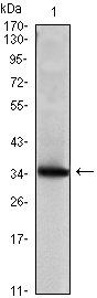 SCGB2A2 Antibody