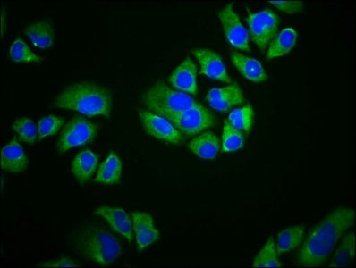 SCIMP antibody